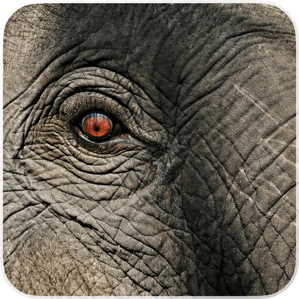 AI will be the elephant in the room of there's resistance to change - document automation trends